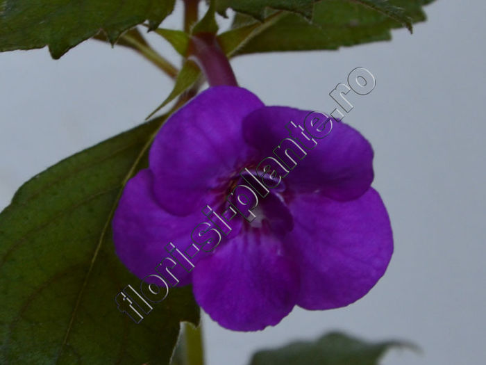 Achimenes Nana Reene - ACHIMENES III