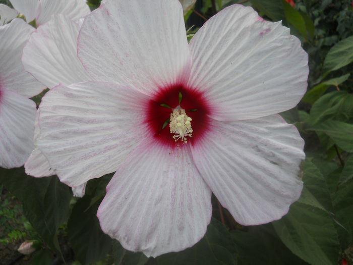 DSCN8512 - gradina flori 2014-2