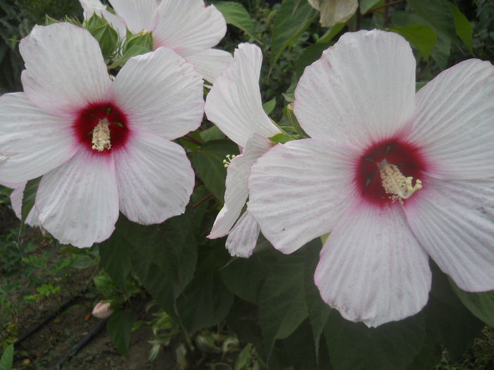DSCN8511 - gradina flori 2014-2
