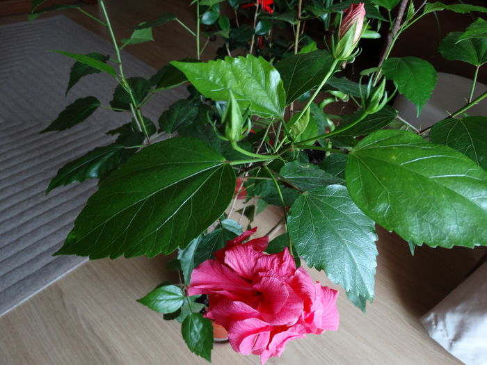 DSC00961 - Hibiscus