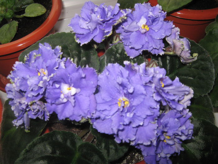 Violeta de parma