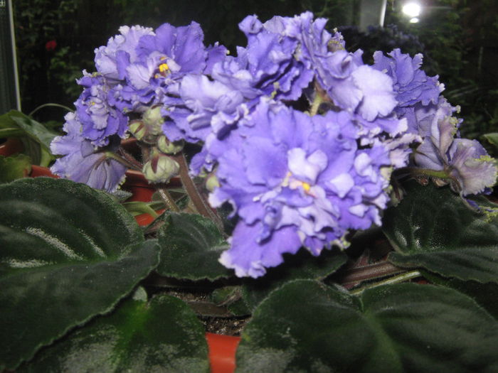 Picture My plants 512