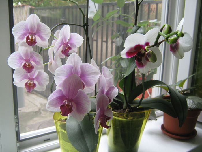 Picture My plants 489