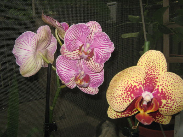 Phale; Noile achizitii. Le-am adus doua surori primelor doua orhidee.
