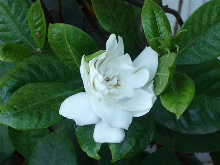 Gardenia - Flori 2014 A patra parte