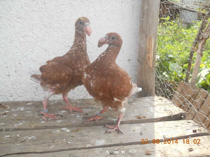 germani de frumusete