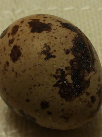 Primul mare ou productie proprie - 02 Prepelite 2014