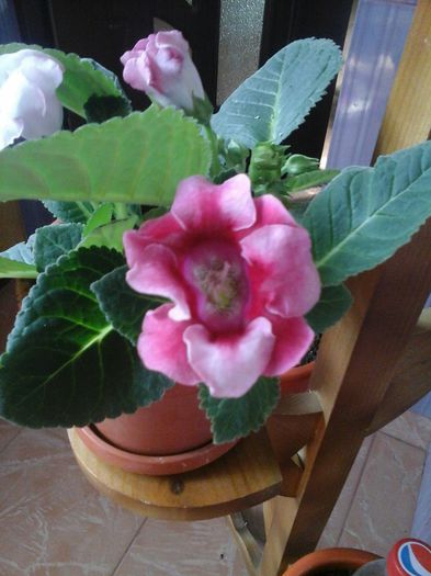  - gloxinii