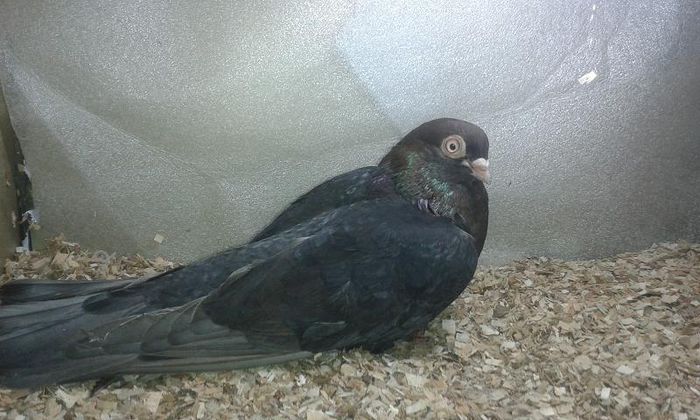 moriscar matca - Z-GALATENI CARE MI-AU APARTINUT