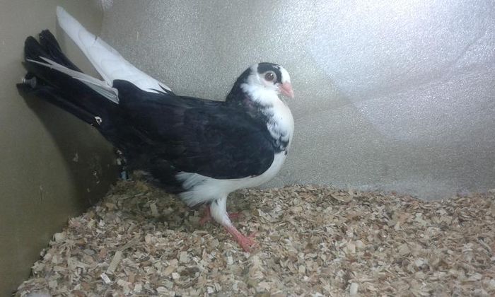 din parinti cu joc lung