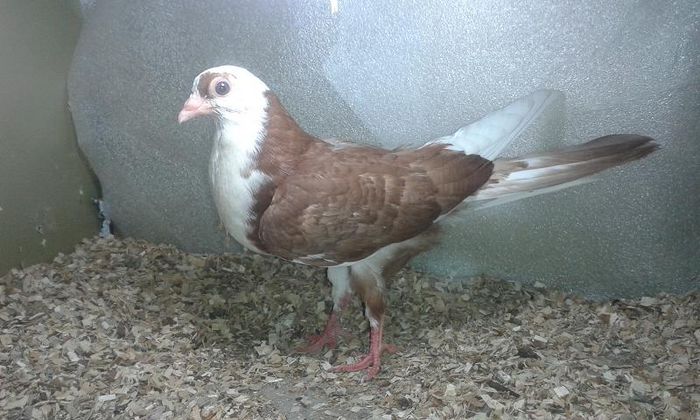 tata cazator mama moriscara