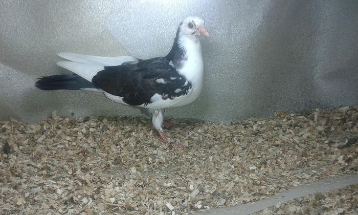 din parinti moriscari