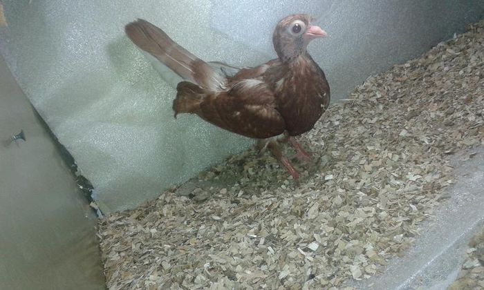 din moriscari pana simpla