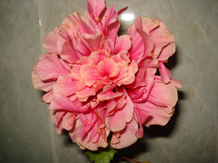 DSC09305