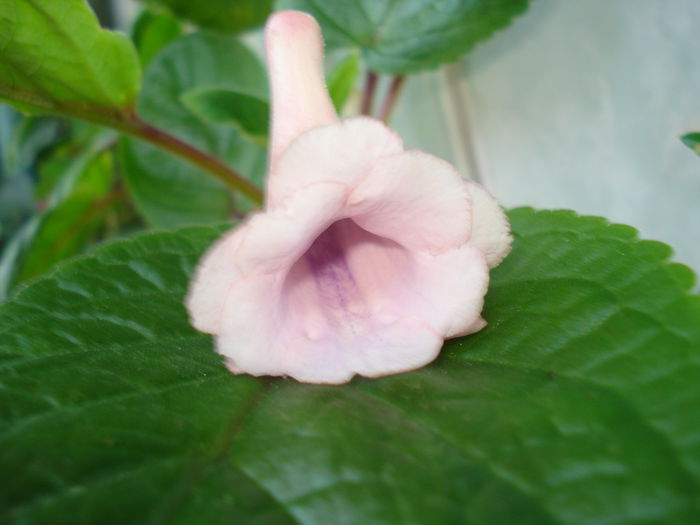 DSC09336 - SINNINGIA DE LA A - Z