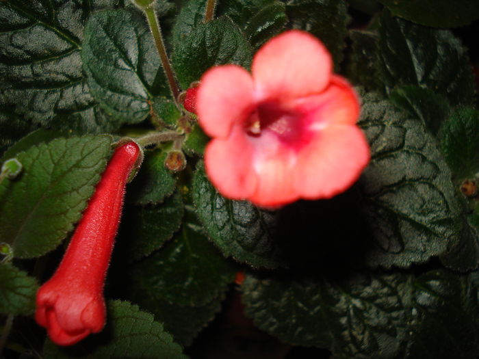 DSC09313 - SINNINGIA DE LA A - Z