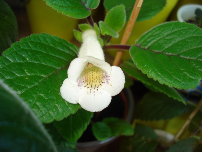 DSC09329 - SINNINGIA DE LA A - Z