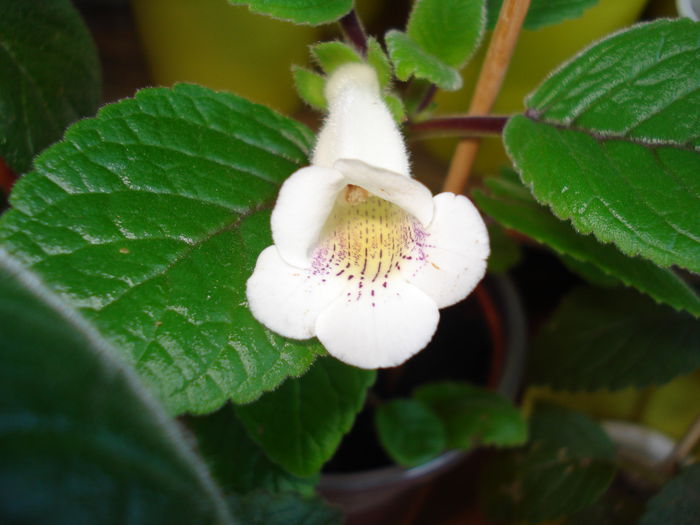 DSC09330 - SINNINGIA DE LA A - Z