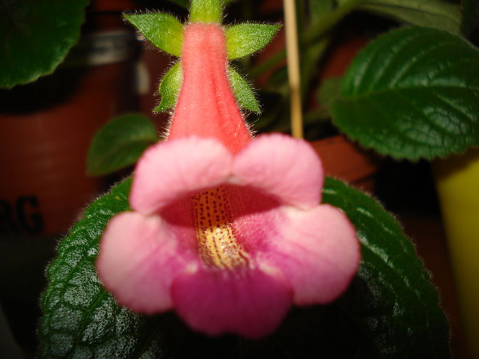 DSC09317 - SINNINGIA DE LA A - Z