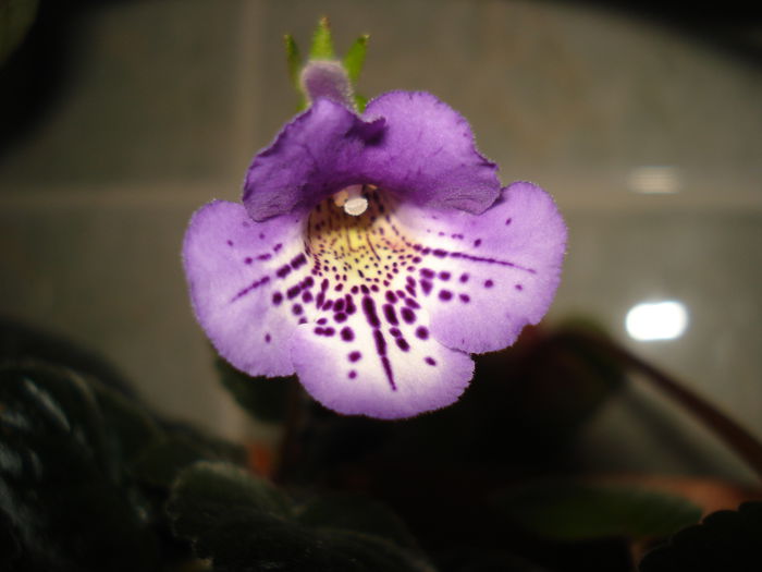 DSC09314 - SINNINGIA DE LA A - Z