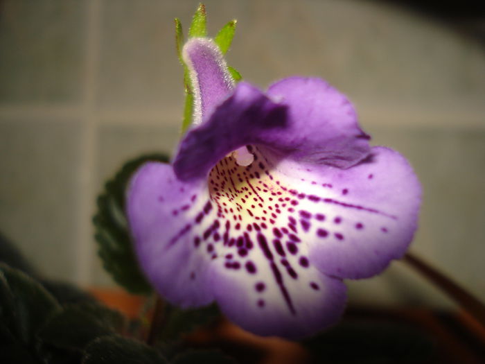 DSC09315 - SINNINGIA DE LA A - Z