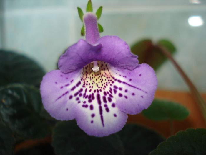 DSC09337 - SINNINGIA DE LA A - Z