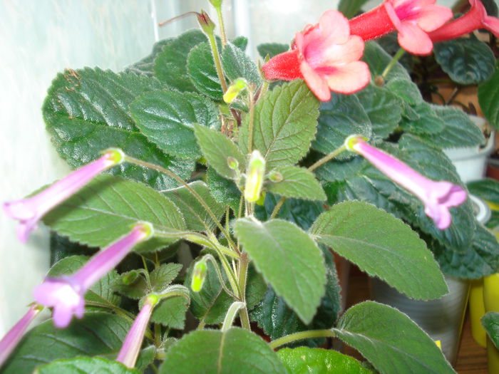 DSC09341 - SINNINGIA DE LA A - Z