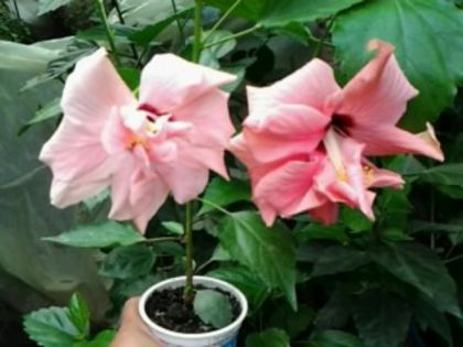 Fotografie2141 - Hibiscusi si Bougainvillea
