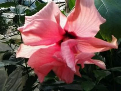 Fotografie2159 - Hibiscusi si Bougainvillea