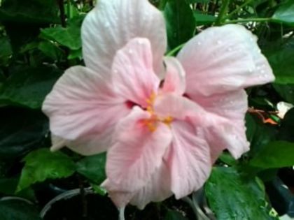 Fotografie2198 - Hibiscusi si Bougainvillea