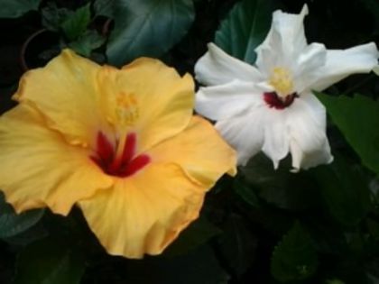 Fotografie2128 - Hibiscusi si Bougainvillea