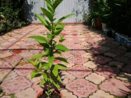 cestrum nocturnum-mulţumesc Danero2004