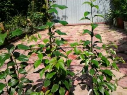 bougainvillea neînflorite-mulţumesc Ramonna pt lăstari