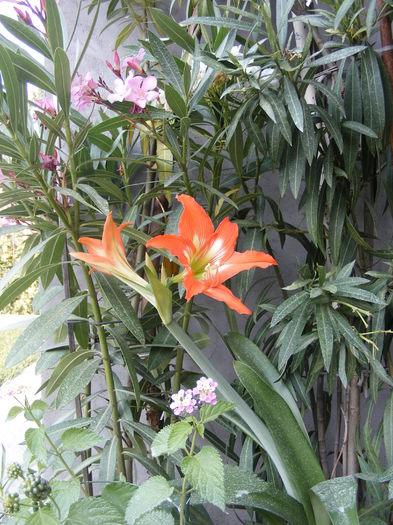 DSCF0130 - Vara 2014-2017