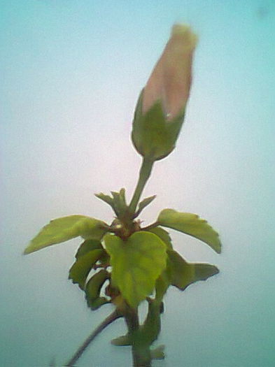 Fotogr.1498 - Flori 2014