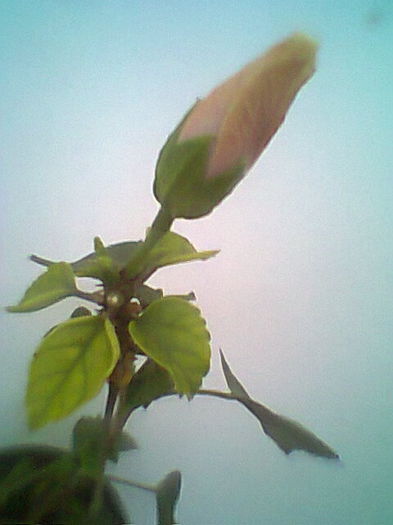 Fotogr.1499 - Flori 2014
