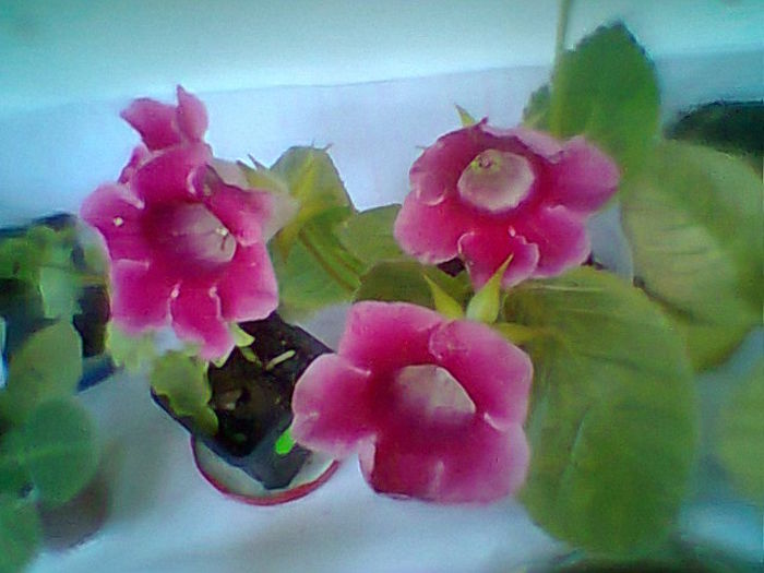 Fotogr.1495 - Flori 2014