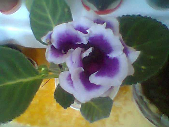 multumesc MadaAMD - Flori 2014