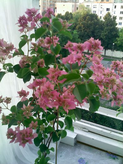 Pic_0805_929 - BOUGAINVILLEA       august - septembrie 2014