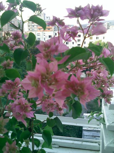 Pic_0805_932 - BOUGAINVILLEA       august - septembrie 2014