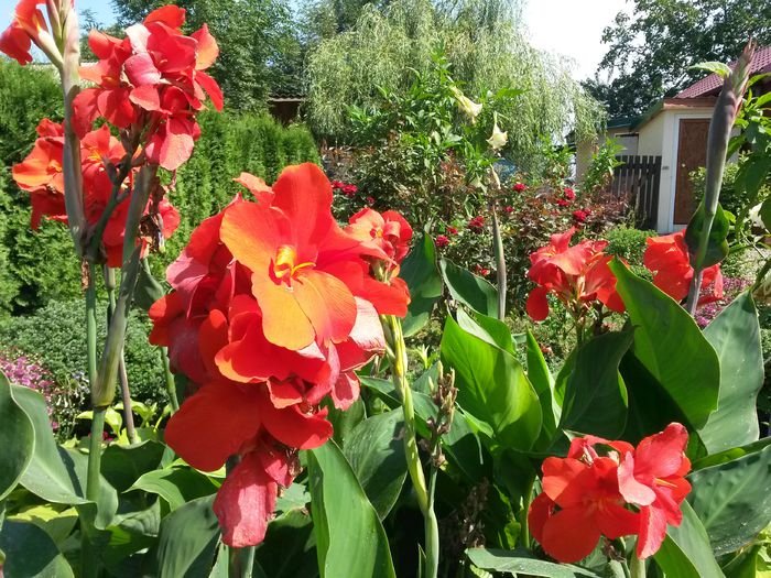 20140803_114607 - canna indica