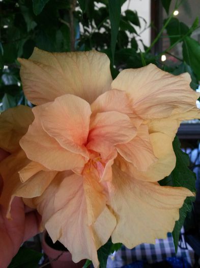 20140731_143731 - hibiscusi