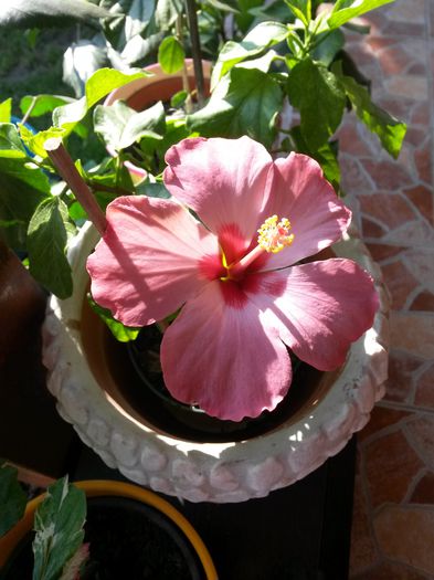 20140803_083002 - hibiscusi