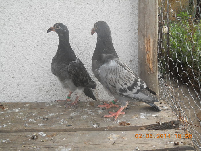 voiajori de ornament