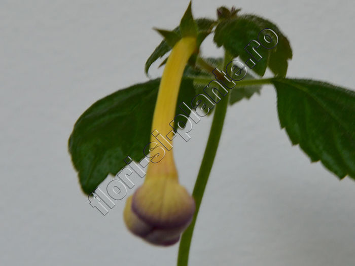 Achimenes Abendrot