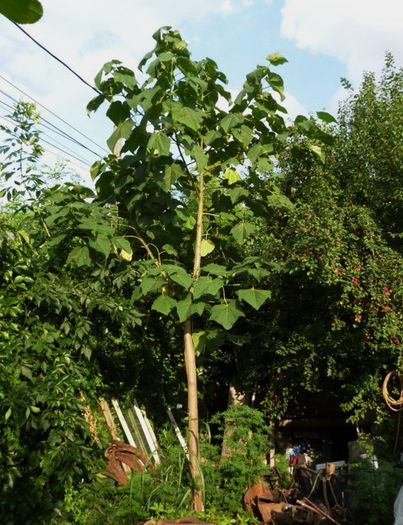 Paulownia 16.07.2014 - Arborele Printesei-Paulownia tomentosa