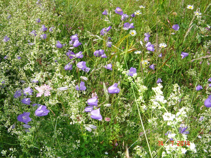 DSC00889