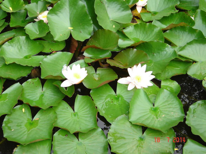 DSC00948