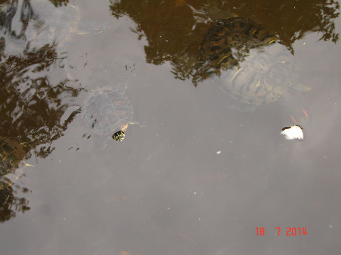 DSC00950