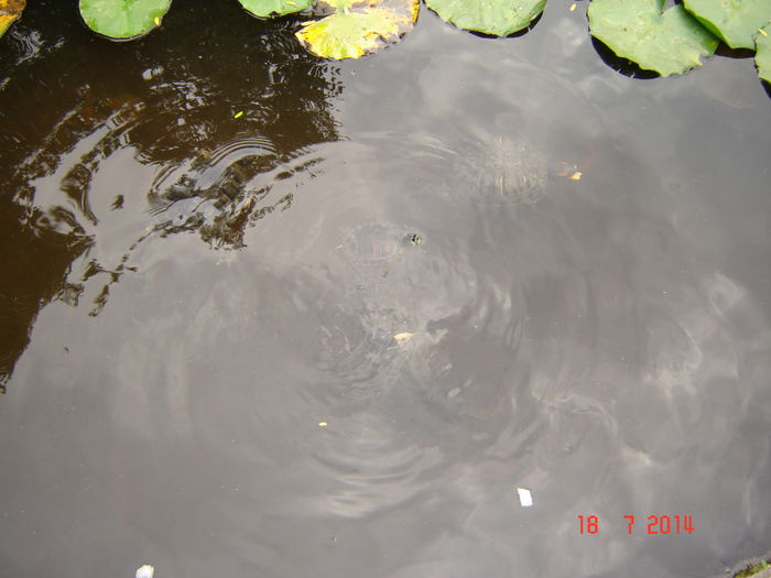 DSC00952
